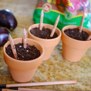 Illustration for article titled These Plantable Pencils Grow Fresh Herbs From Your Failed Lit Ambitions